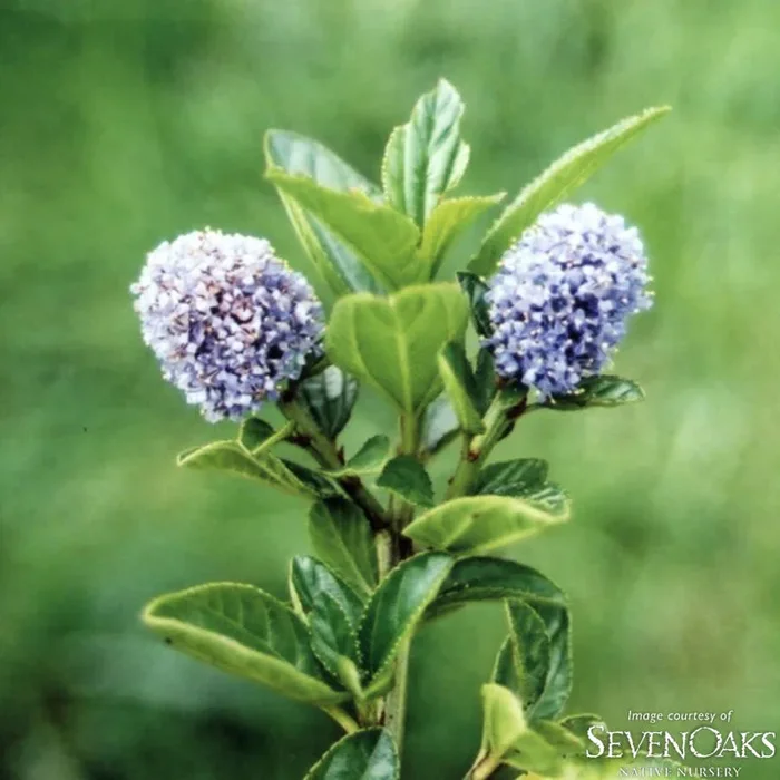 Ceanothus thyrsiflorus 3gal Native California Lilac