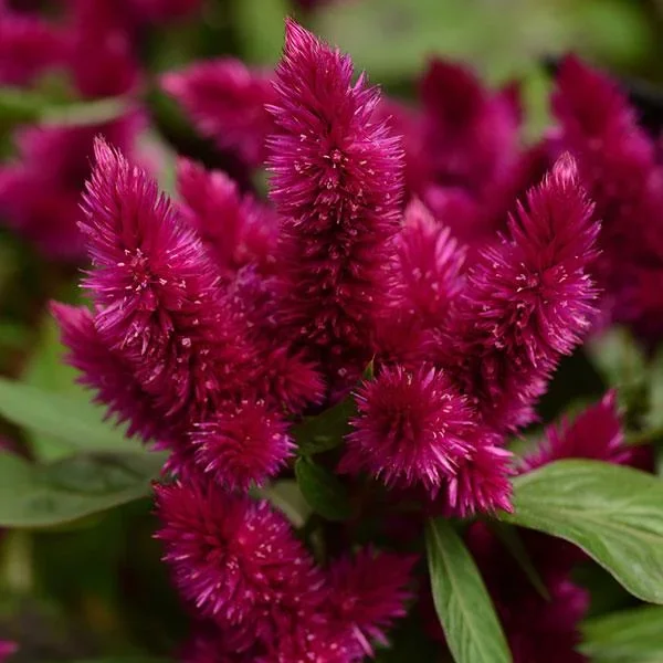 Celosia ‘Intenz™ Dark Purple’ 5″ Pot
