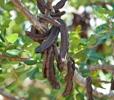 Ceratonia siliqua – Carob Seeds