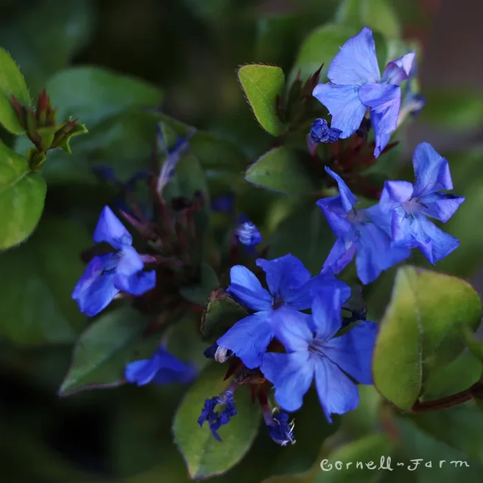Ceratostigma plumbaginoides 4.25in CF