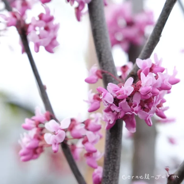 Cercis c. Forest Pansy 10gal Redbud
