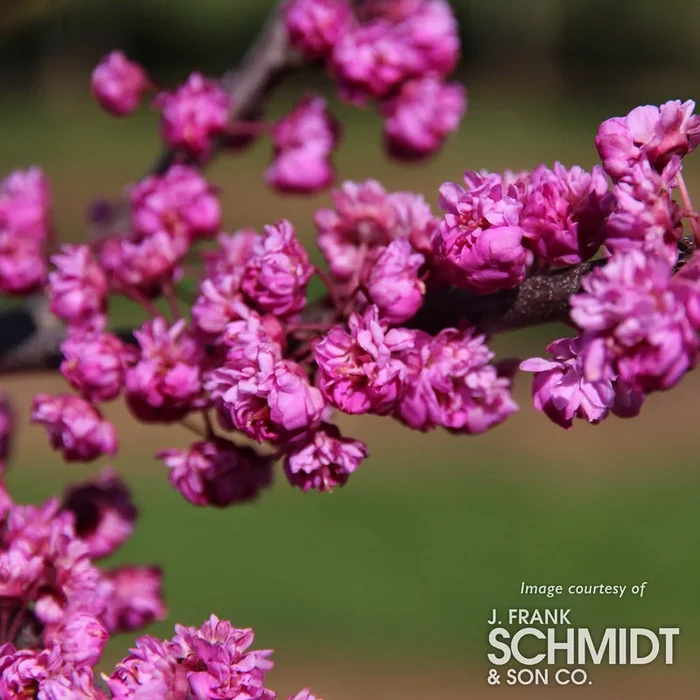 Cercis c. Pink Pom Poms 15gal Redbud