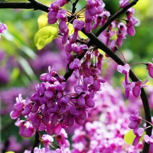 Cercis ‘Showgirl’ Redbud 16″ Pot