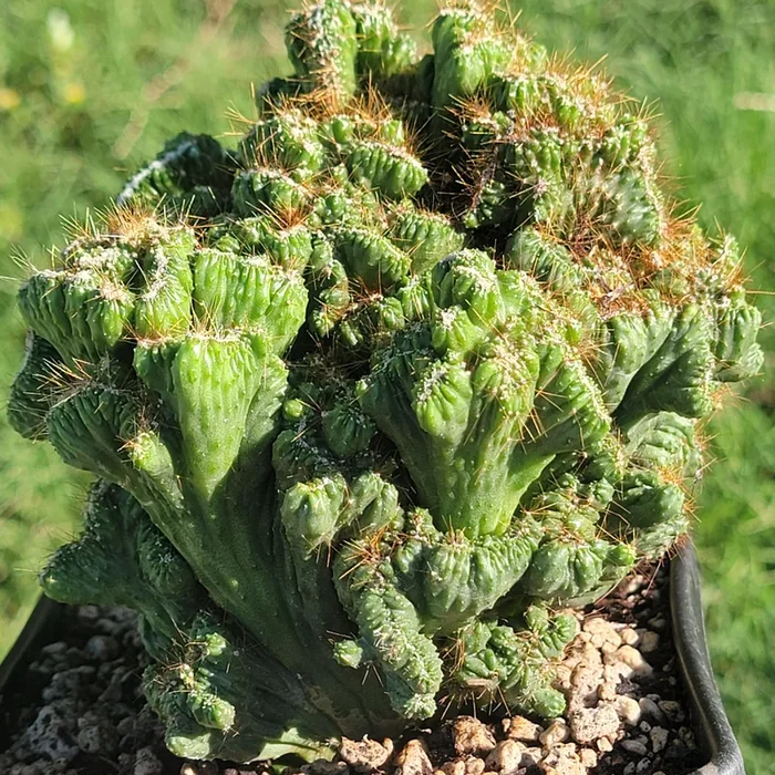 Cereus ‘Peruvianus Monstrous’ Crested