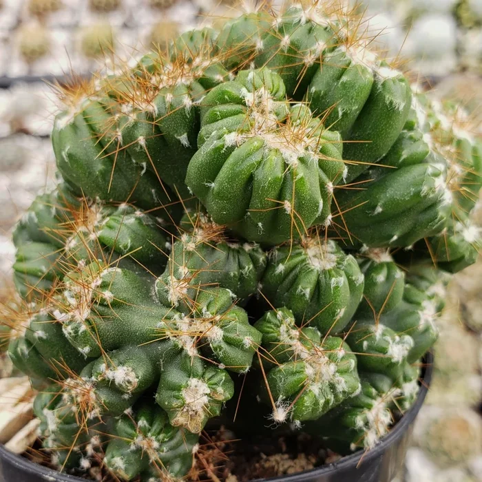 Cereus peruvianus monstrose ‘Petra’