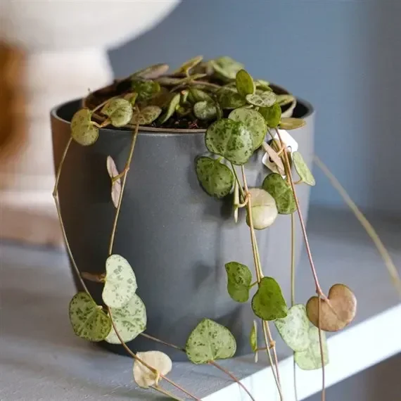Ceropegia Woodii Houseplant – 12cm Pot