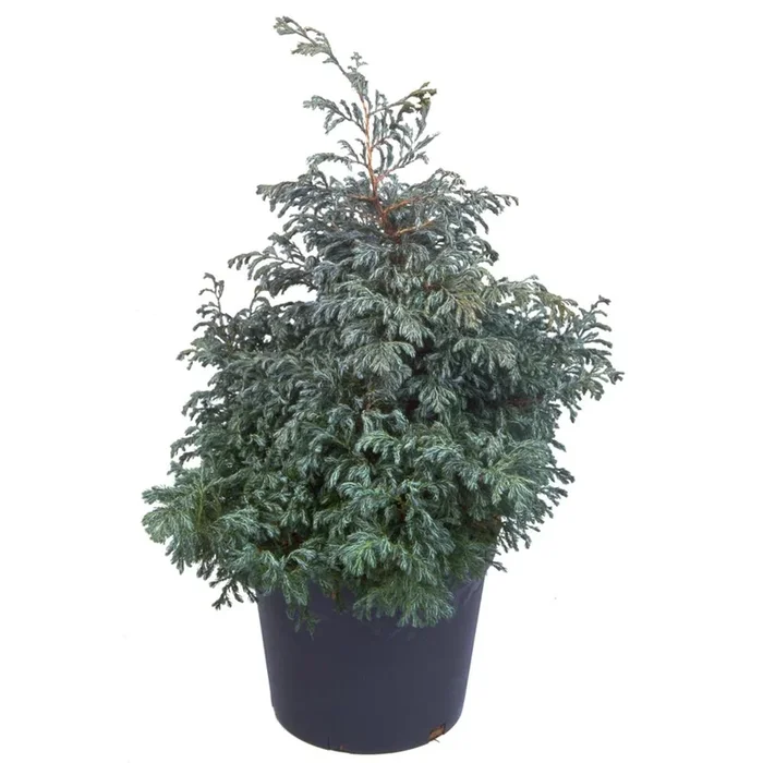 Chamaecyparis Pisifera Boulevard 3L