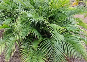 Chamaedorea cataractarum ‘Cat Palm’