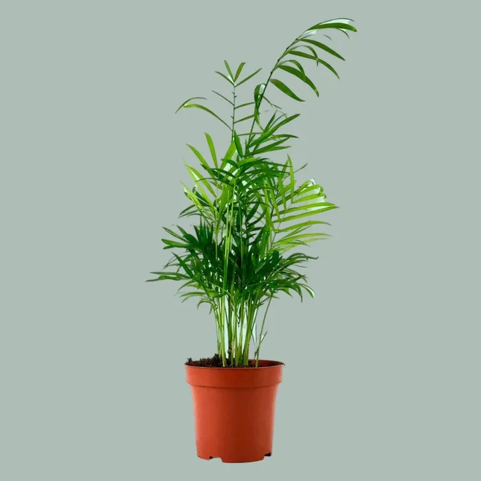 Chamaedorea elegans – 45 cm
