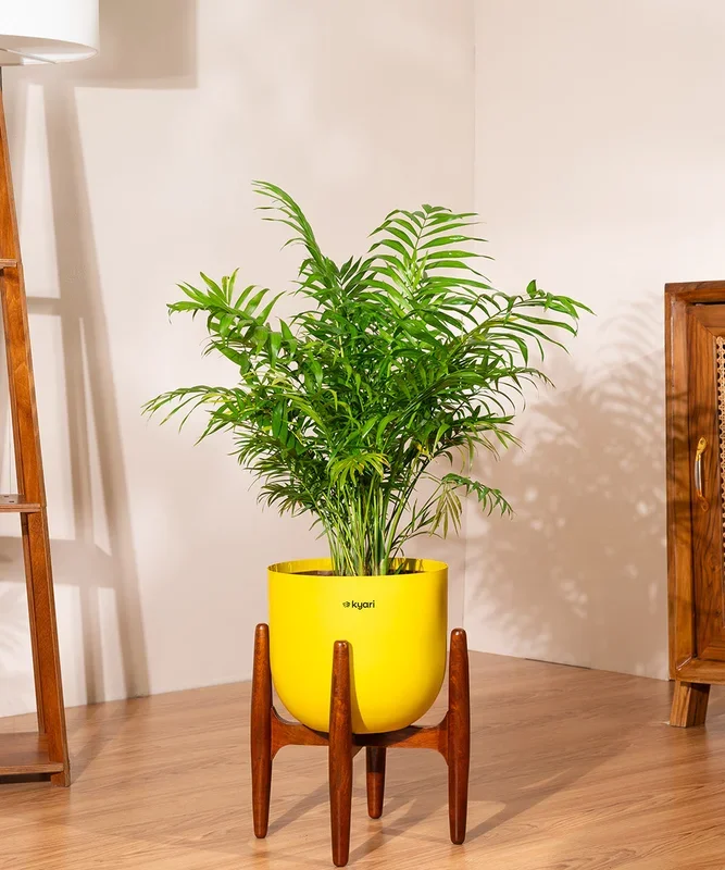 Chamaedorea palm with Metal Self Watering Pot