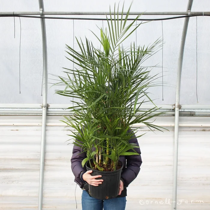 Chamaedorea seifrizii 10in Bamboo Palm