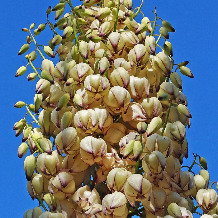 Chaparral Yucca – Hesperoyucca whipplei