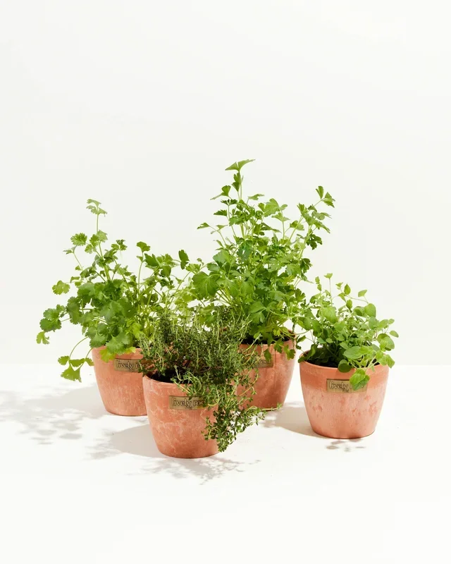 Chef’s Lively Herbs 4-Pack