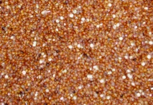 Chenopodium quinoa ‘Red’ – Red Quinoa Seeds