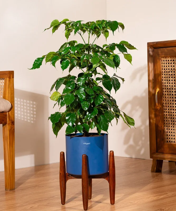 China Doll with Metal Self Watering Pot