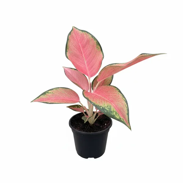 Chinese Evergreen ‘Pink Pearl’ – Live Houseplant