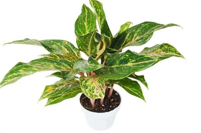 Chinese Evergreen ‘Sparkling Sarah’ – 6″ Pot