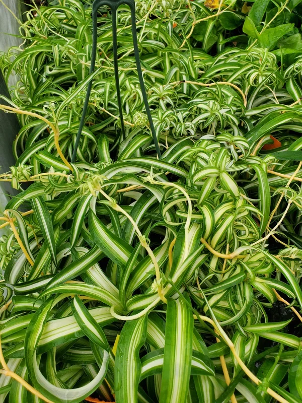 Chlorophytum comosum ‘Bonnie’ –Variegated Curly Spider Plant–