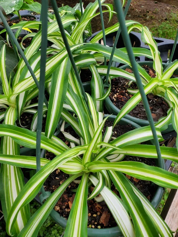 Chlorophytum comosum ‘Vittatum’ –Variegated Spider Plant–