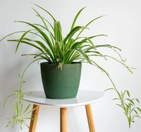 Chlorophytum ‘Spider Plant’ 6″ Pot