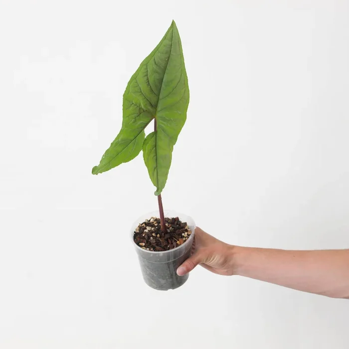 Chlorospatha atropurpurea