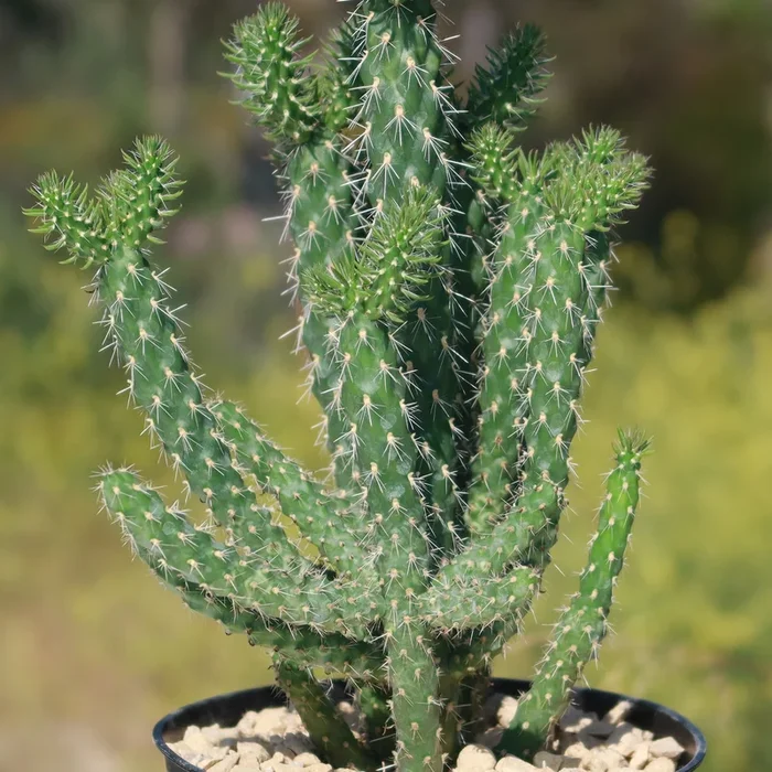 Cholla Cactus – Cylindropuntia imbricata