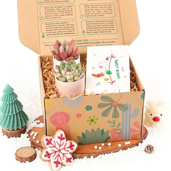 Christmas Gift Box – 2 Succulents