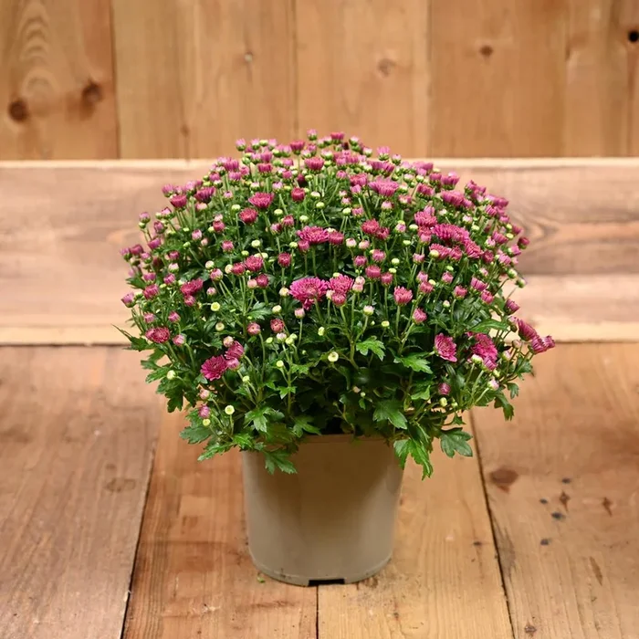 Chrysanthemum Garden Mum Purple 2L