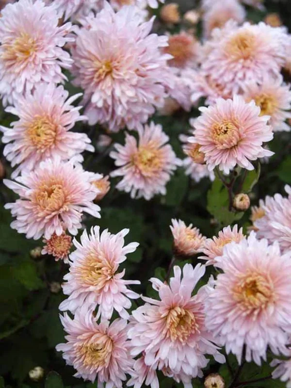 Chrysanthemum Helen Mae