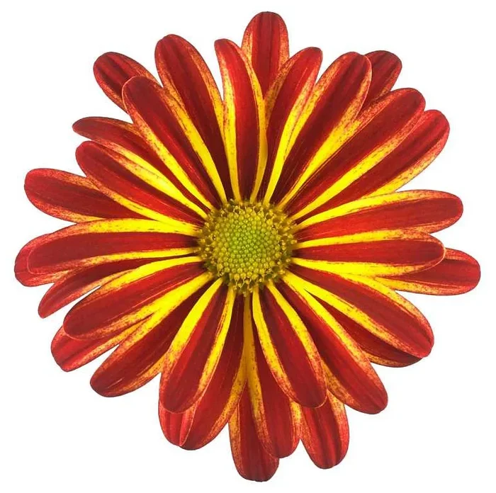Chrysanthemum Pot ‘Rainbow Circus’