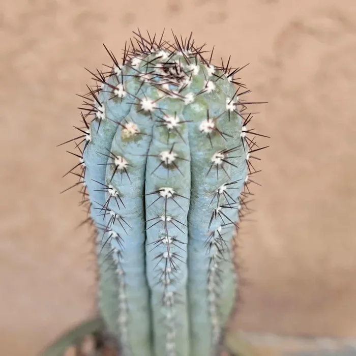 Cipocereus bradei – Single