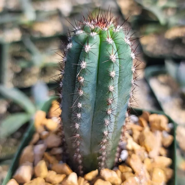 Cipocereus bradei