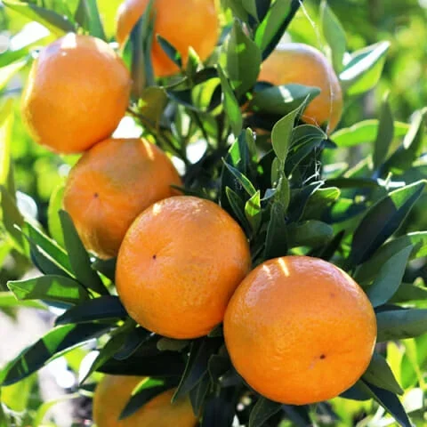 Citrus Mandarin ‘Imperial’