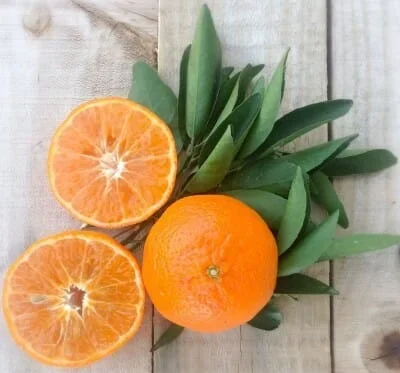 Citrus Mandarin ‘Murcott’ Tree