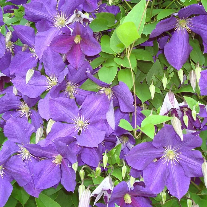 Clematis ‘Jackmanii’
