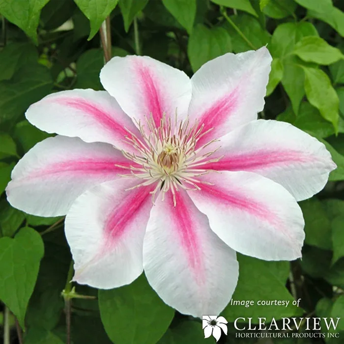 Clematis Bees Jubililee Euroqrt Pink-Mauve