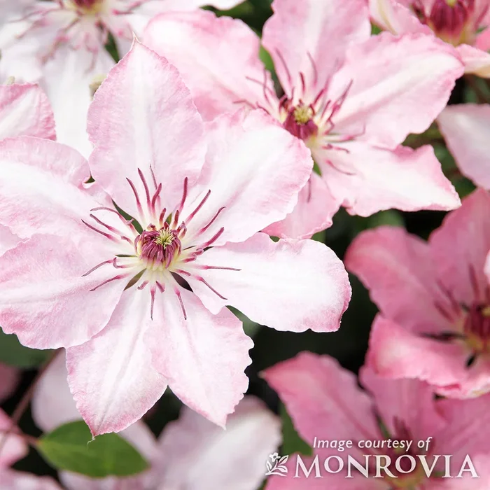 Clematis Boulevard Sarah Elizabeth 2gal