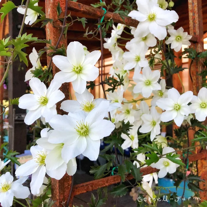 Clematis cartmanii Avalanche 2gal ST Evergreen