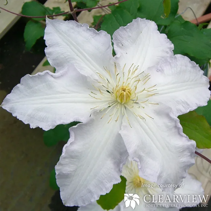 Clematis Gillian Blades Euroqrt White
