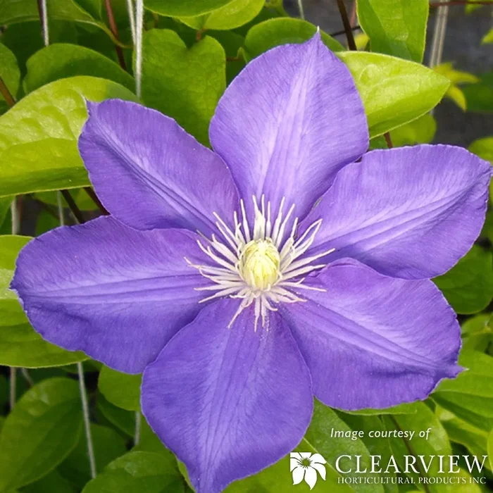 Clematis H.F. Young Euroqrt Blue-Lavender