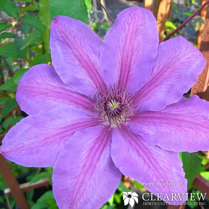 Clematis integrifolia Durandii Blue 1gal