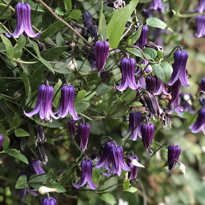Clematis integrifolia x durandii –Roguchi Clematis–