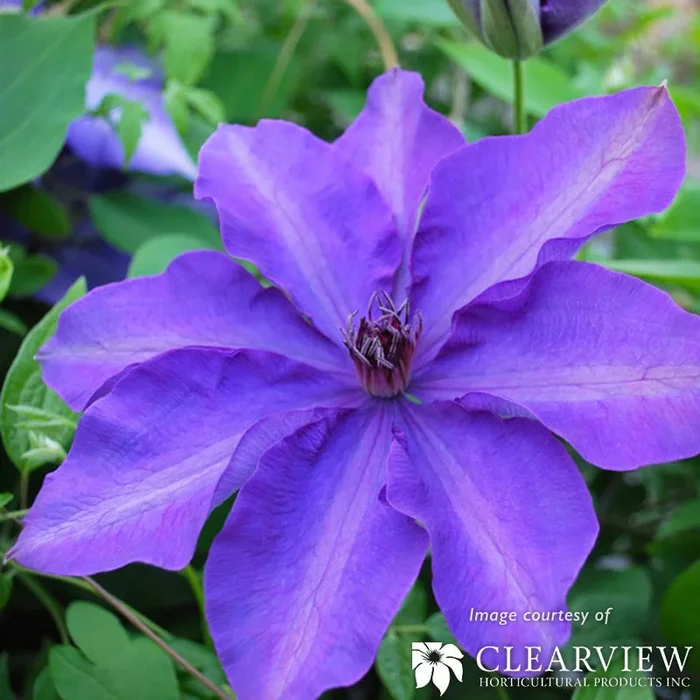 Clematis The President 1gal violet blue