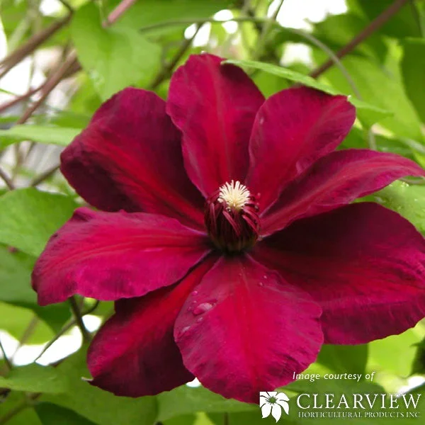 Clematis Westerplatte 2gal Red