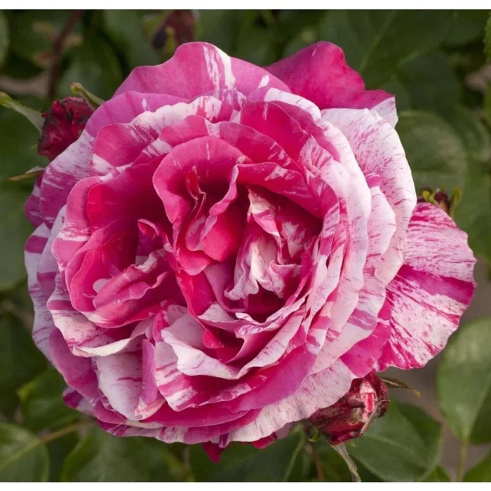 Climbing Rose Raspberry Cream Twirl 4L