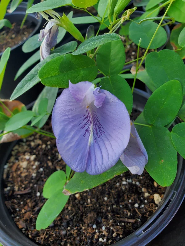 Clitoria mariana –Butterfly Pea–