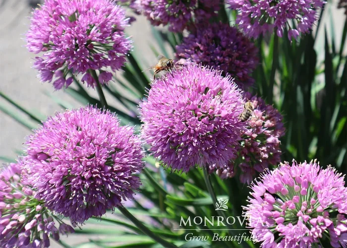 Cobalt Millenium Ornamental Onion – Monrovia