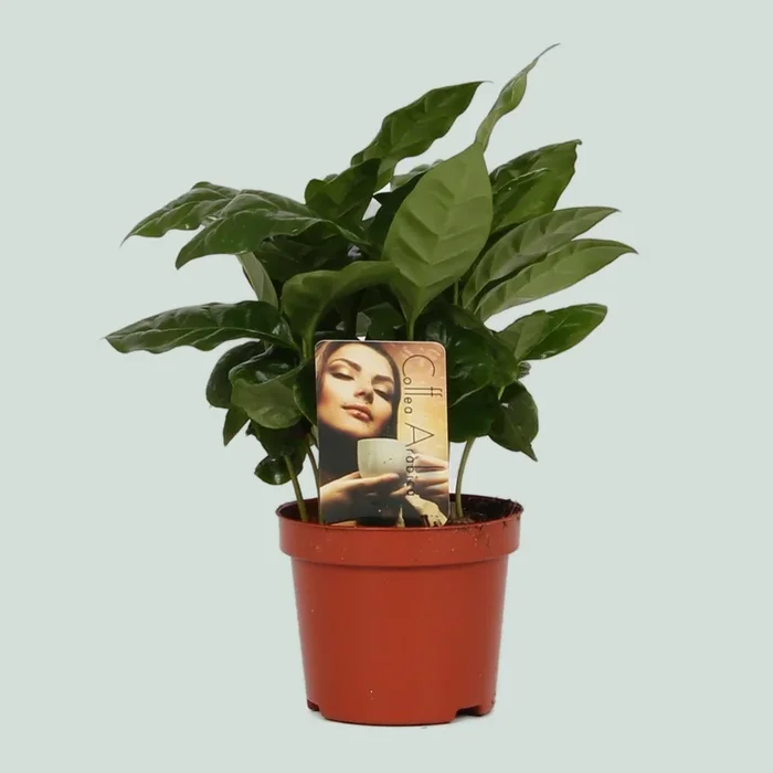 Coffea Arabica – 15cm