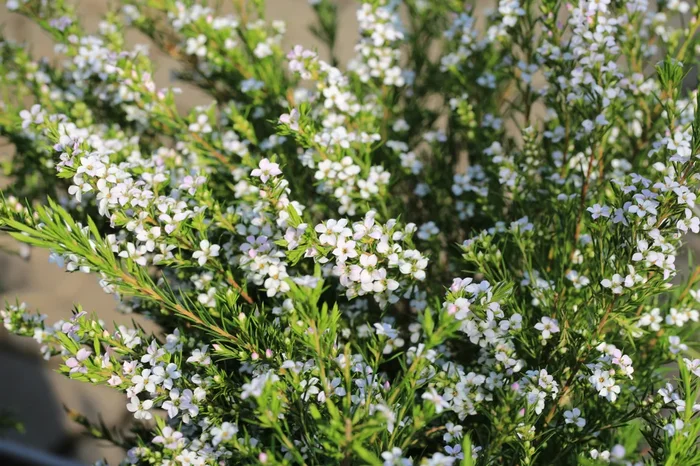 Coleonema ‘White’ Diosma