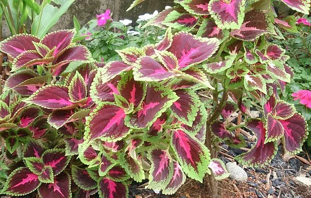 Coleus